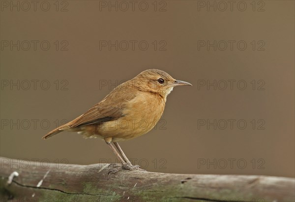 Rufous Hornero