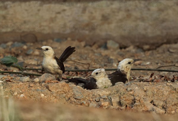 White-headed Wren