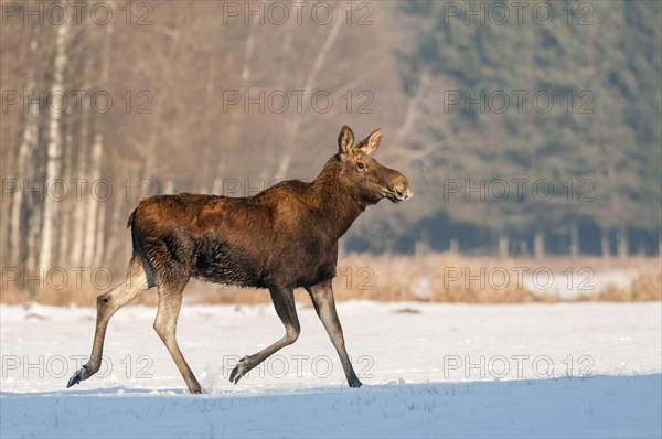 Eurasian elks