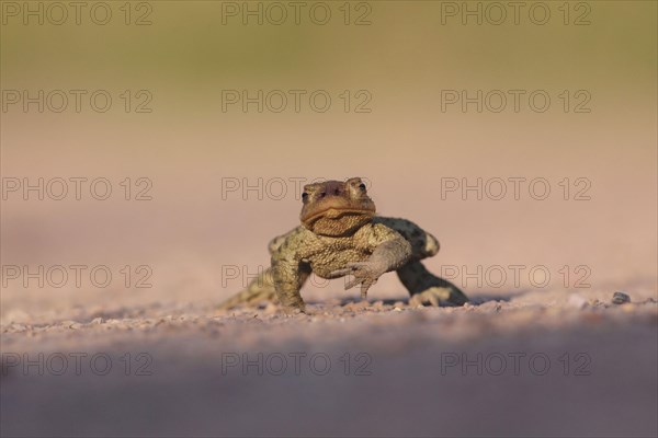 Common Toad