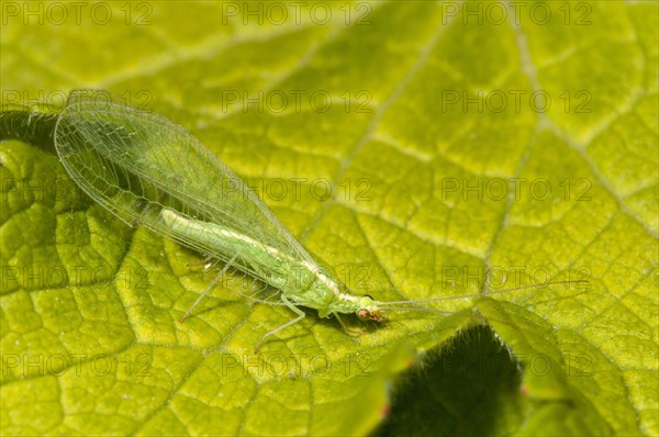 Common Green Lacewing