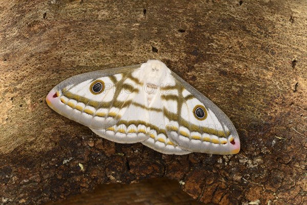 Marbled Emperor