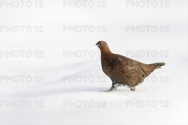 Scottish Grouse