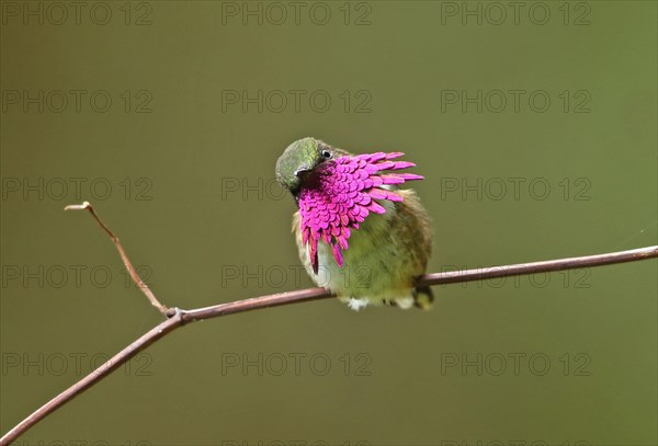 Vine-throated Hummingbird