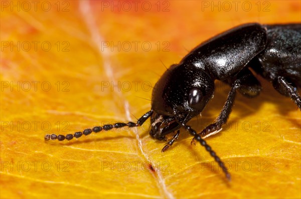 A devil's coach-horse beetle