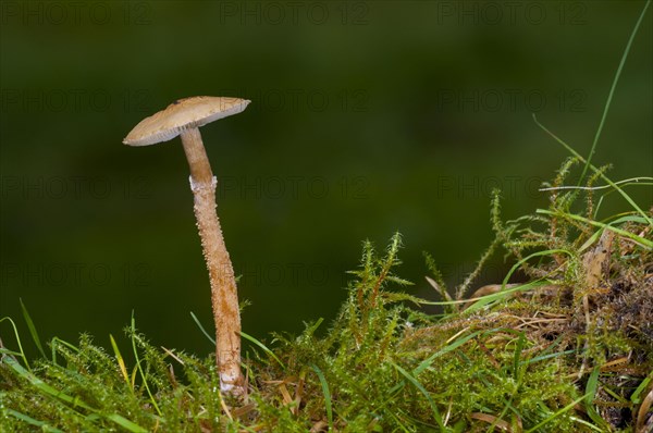 A fruiting body of earthy powdercap fungus