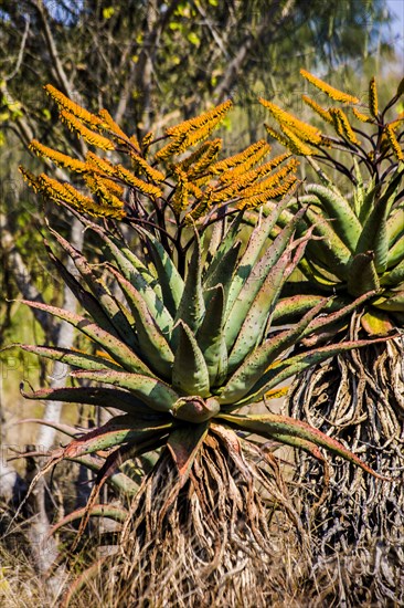 cape aloe