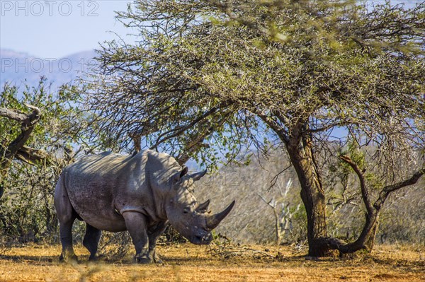 White rhinoceros