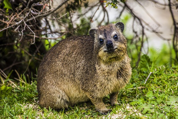 Rock Hyrax