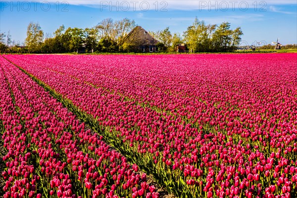 Flowering tulip fields