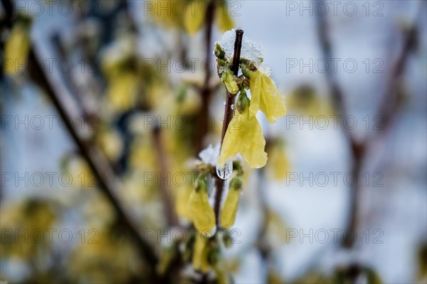 Snow covered forsythia branch