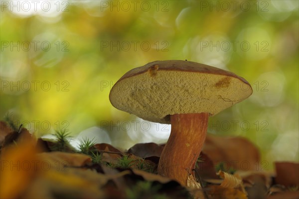 Chestnut boletus