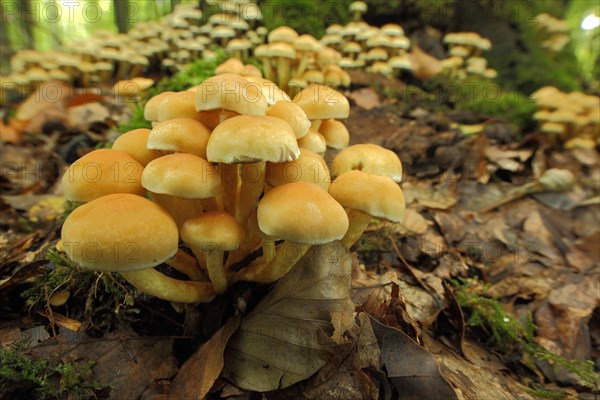 Tuft of sulphur tuft