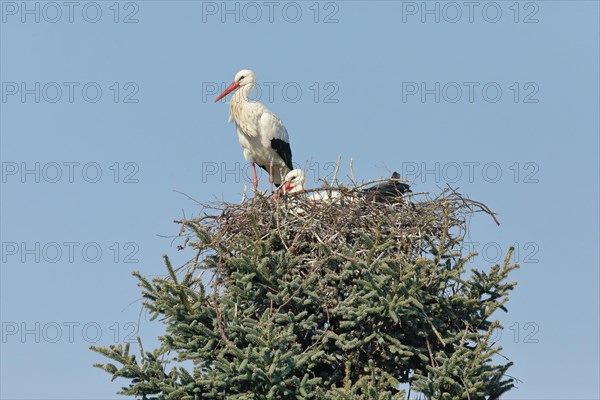 Pair of white storks in the nest during the breeding season