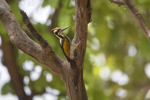 White-naped Woodpecker