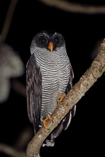 Black-and-white owl