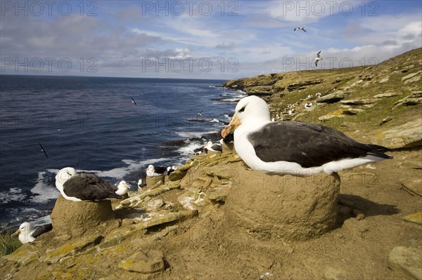 Black-browed albatross