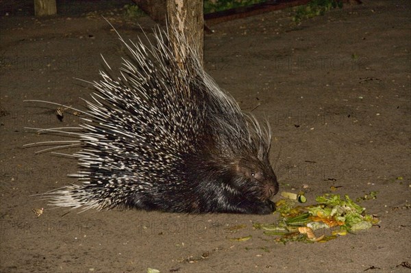 Hystrix africae-australis