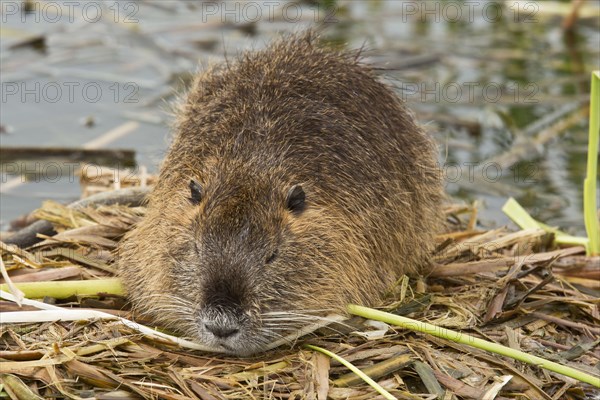 Nutria