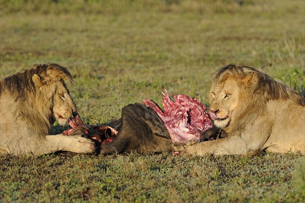 Masai Lion