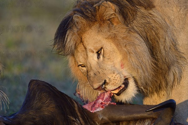 Masai Lion