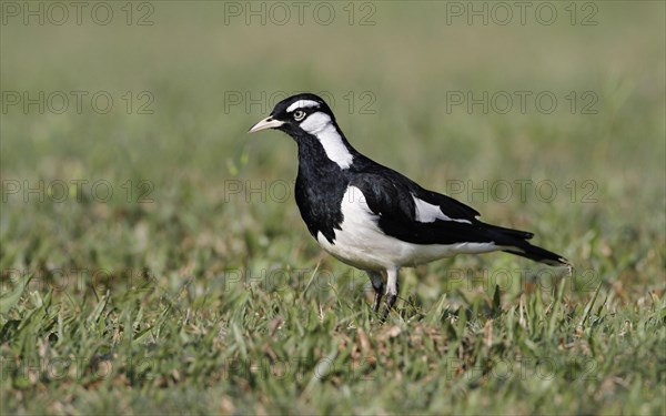 Australian magpie-lark