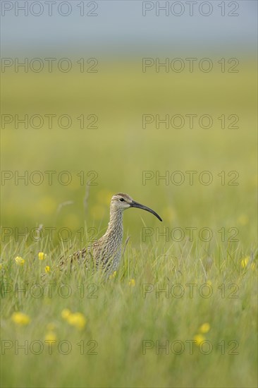 Whimbrel