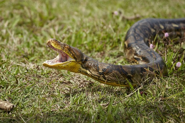 Reticulated python