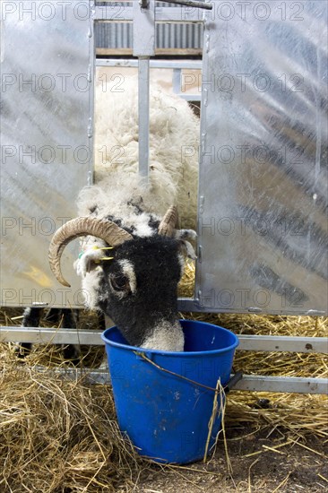 Swaledale Sheep