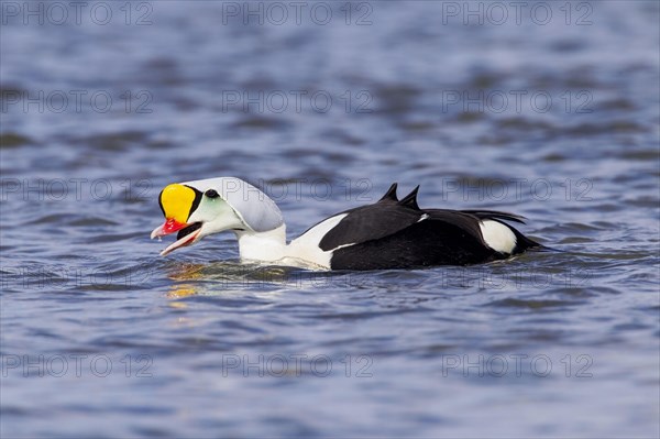 King Eider adult male