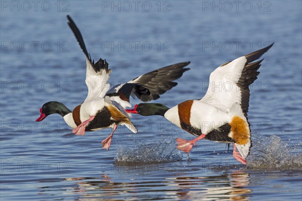 Common Shelduck