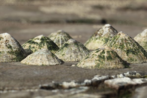 Common limpet