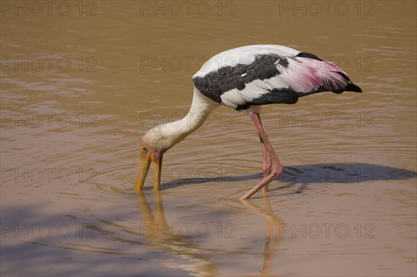 Painted stork looking for food