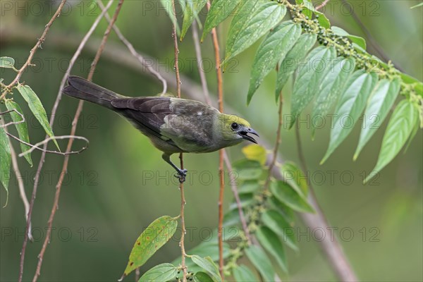 Palm Tanager