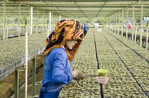 Employees with sunscreen working on a row of seedlings in the greenhouse