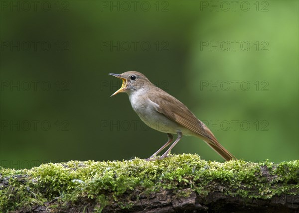 Common Nightingale