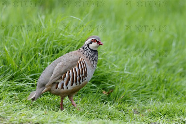 Red-legged Partridge