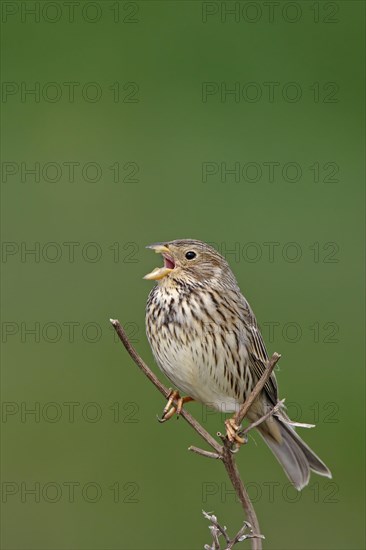 Corn bunting