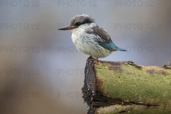 Striped Kingfisher