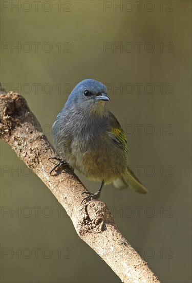 Golden-chevroned tanager