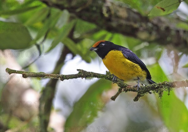 Adult male Euphonia