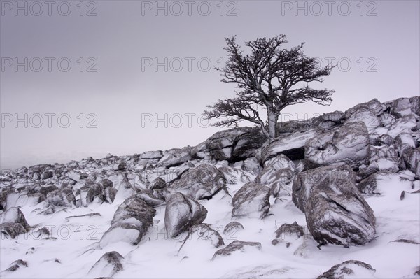 Lone briar on snow-covered limestone cliff