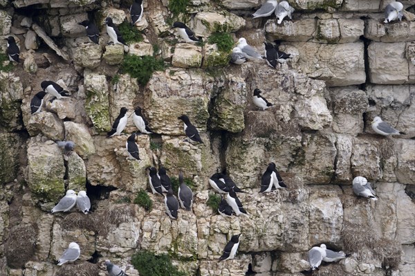 Adult kittiwake