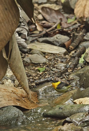 Golden-collared manakin