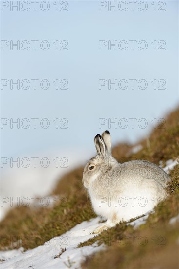 Mountain Hare