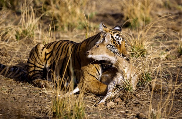 Indian Tiger