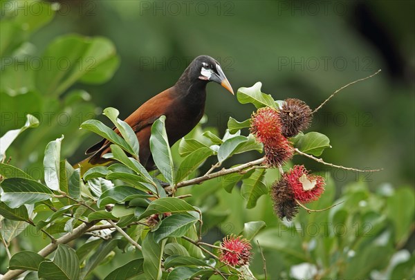 Montezuma Oropendola