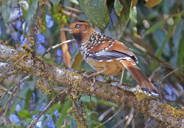 Spotted Laughing Thrush