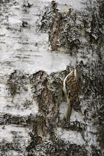 Common eurasian treecreeper