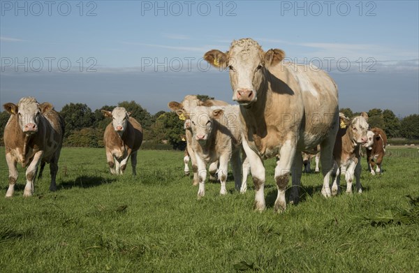 Simmental cattle